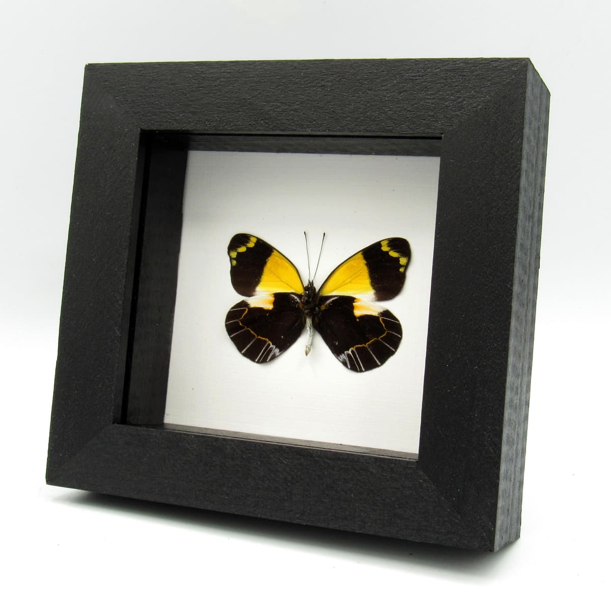 Real yellow Delias butterfly framed taxidermy - Delias meeki hypochryis