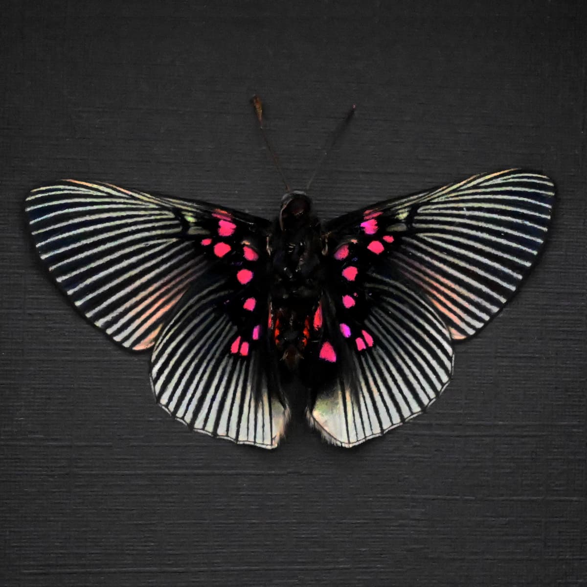 Real pink butterfly framed taxidermy - Lyropteryx apollonia - Victorian mount