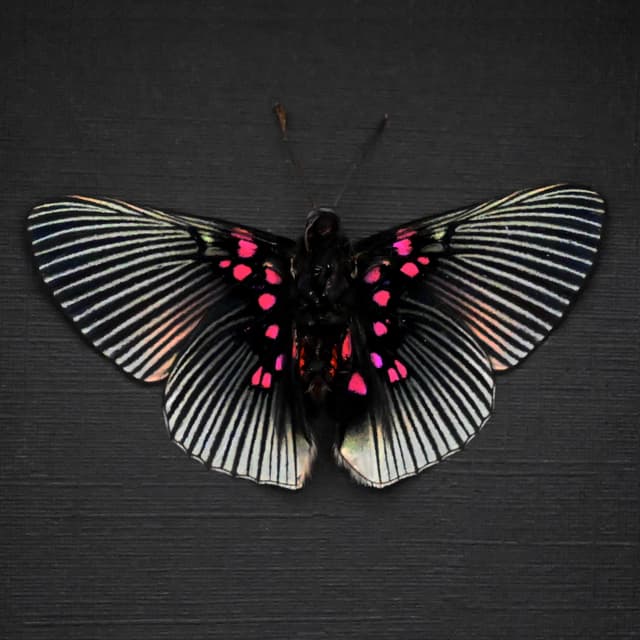 Real pink butterfly framed taxidermy - Lyropteryx apollonia - Victorian mount