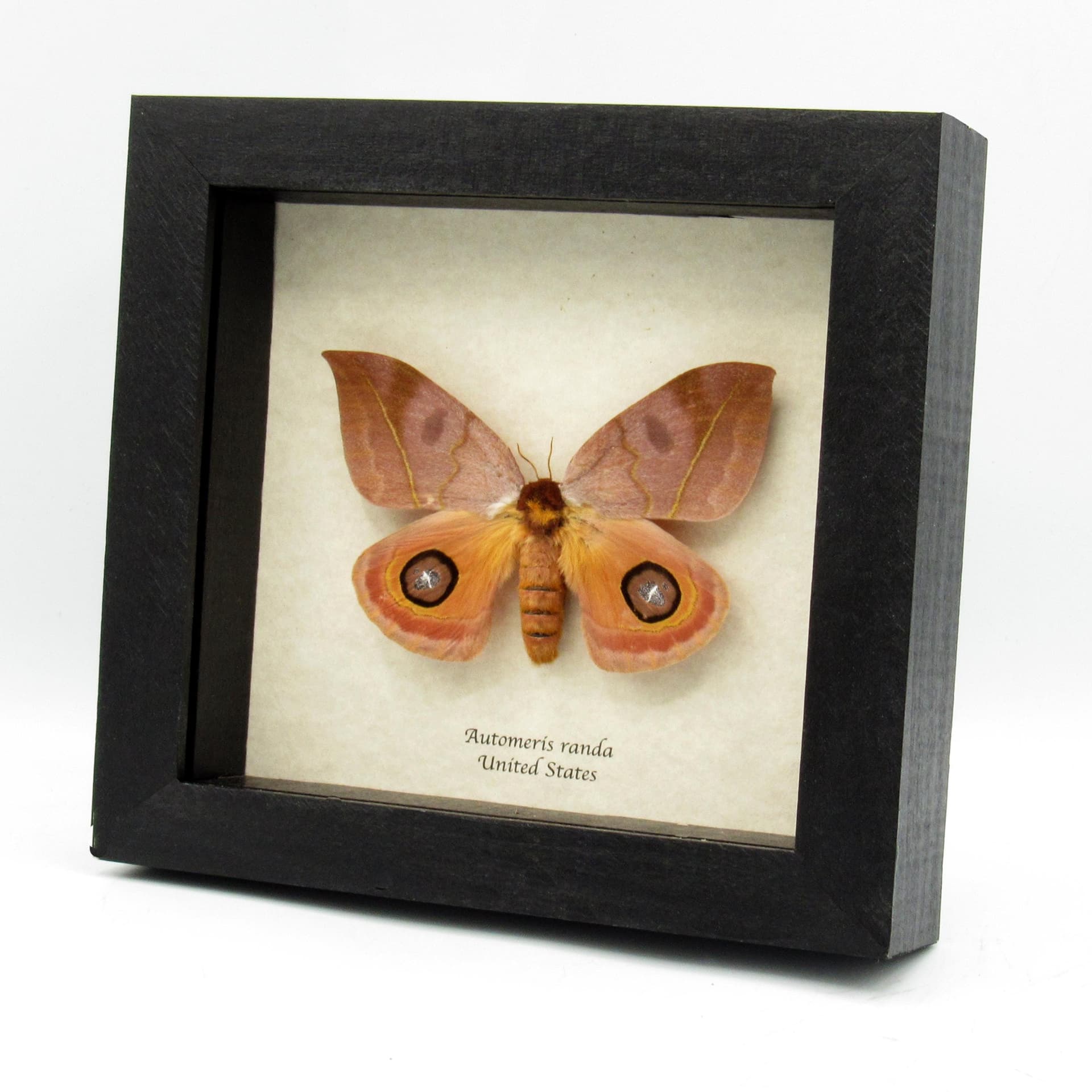 Real Large Saturn moth framed taxidermy - Automeris randa - female