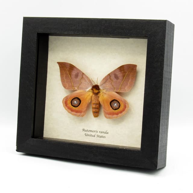 Real Large Saturn moth framed taxidermy - Automeris randa - female