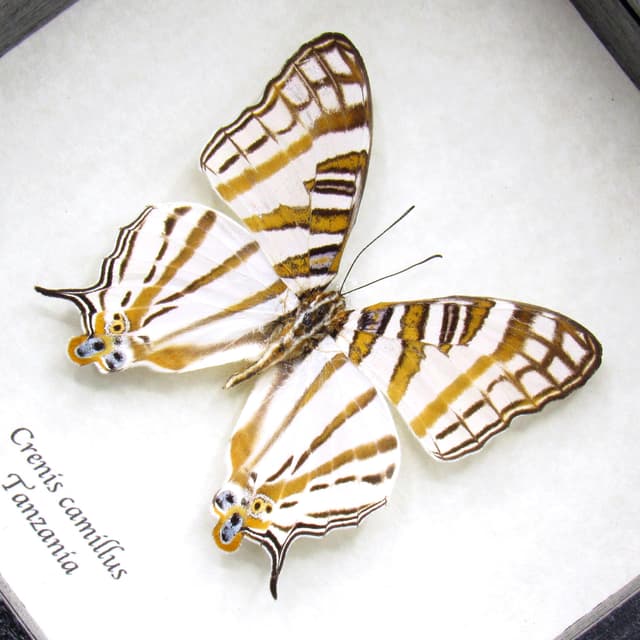 Real African Map butterfly framed taxidermy - Cyrestis camillus