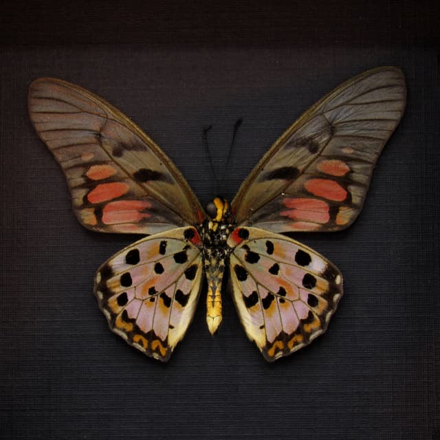 Real pink Acraea Swordtail butterfly framed taxidermy - Graphium ridleyanus