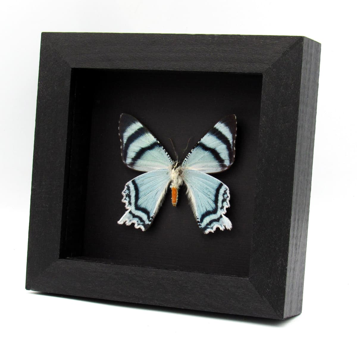 Real blue moth framed taxidermy - Alcides agathyrsus