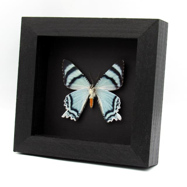 Real blue moth framed taxidermy - Alcides agathyrsus