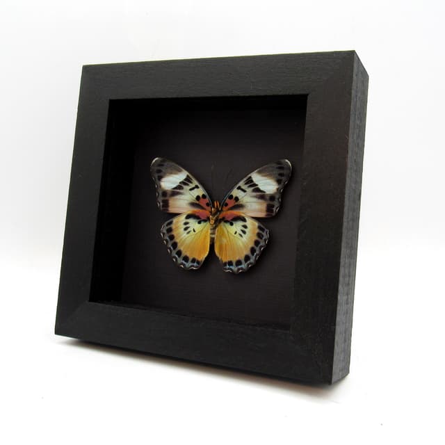 Rare Themis Forester butterfly framed taxidermy - Euphaedra piriformis - large female