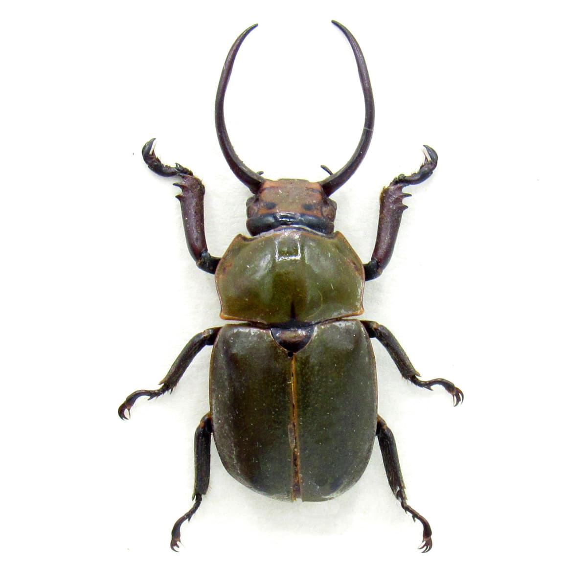 Real Horned Scarab beetle framed taxidermy - Fruhstorferia sexmaculata