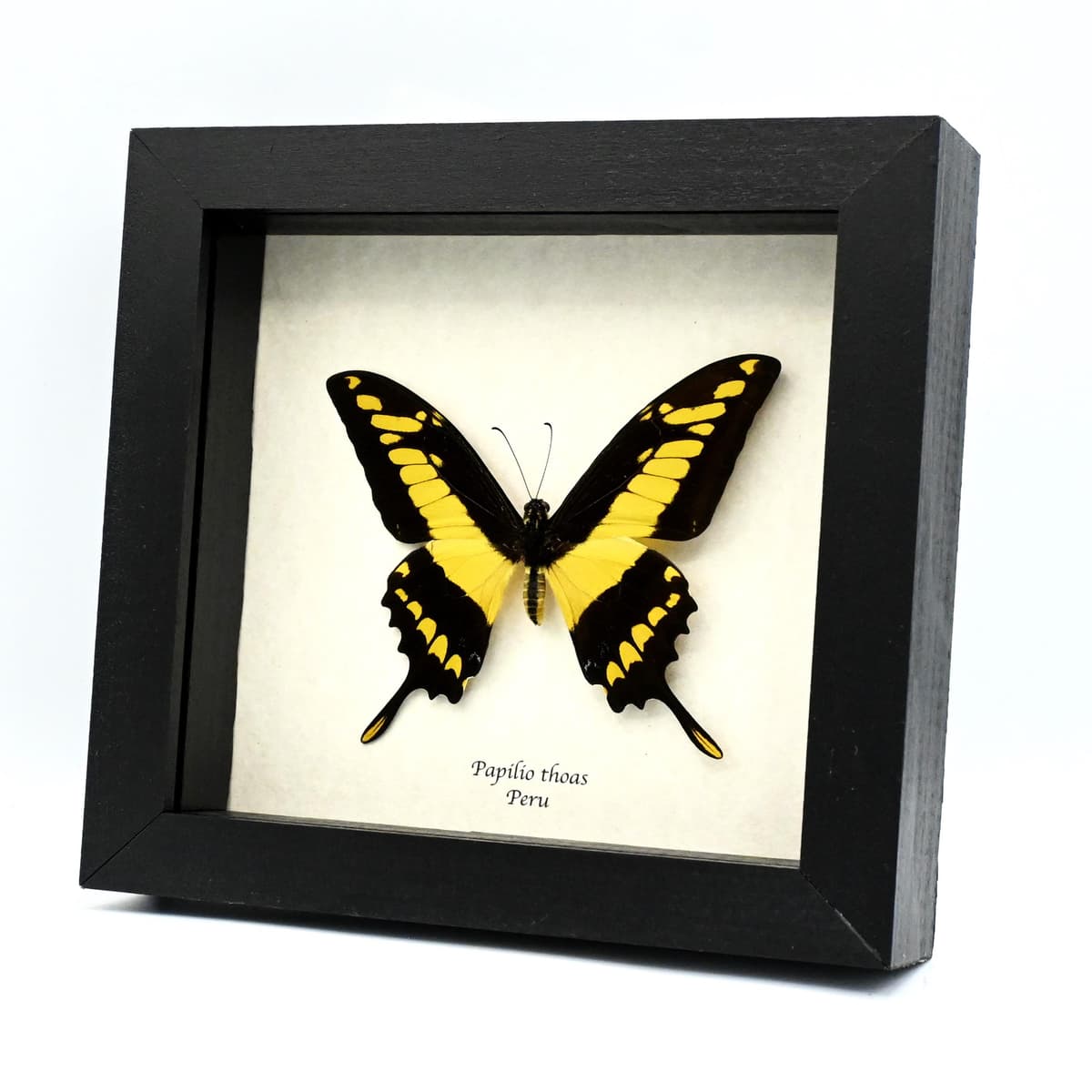 Real Giant swallowtail butterfly framed taxidermy - Papilio thoas