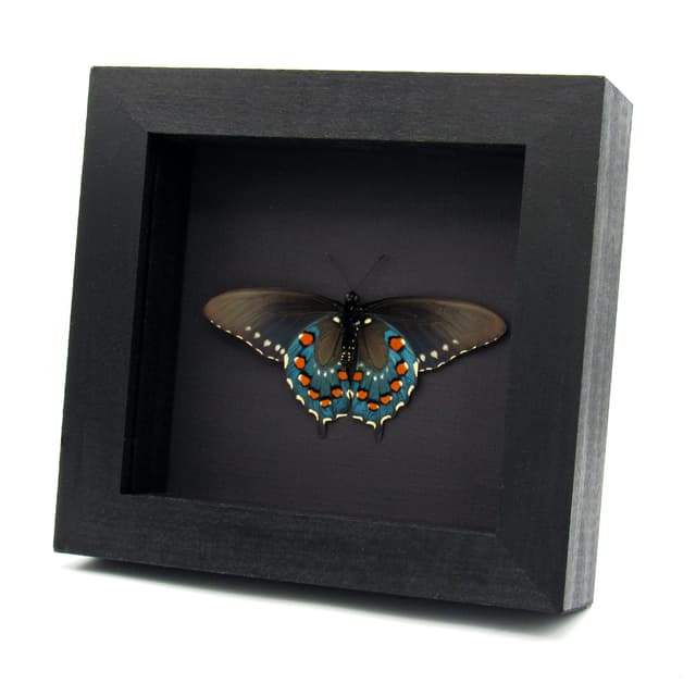Real metallic Pipevine swallowtail framed taxidermy - Battus philenor - Victorian mount