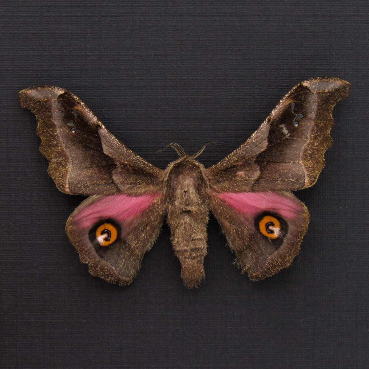 Real pink Saturn moth framed taxidermy - Ludia orinoptena