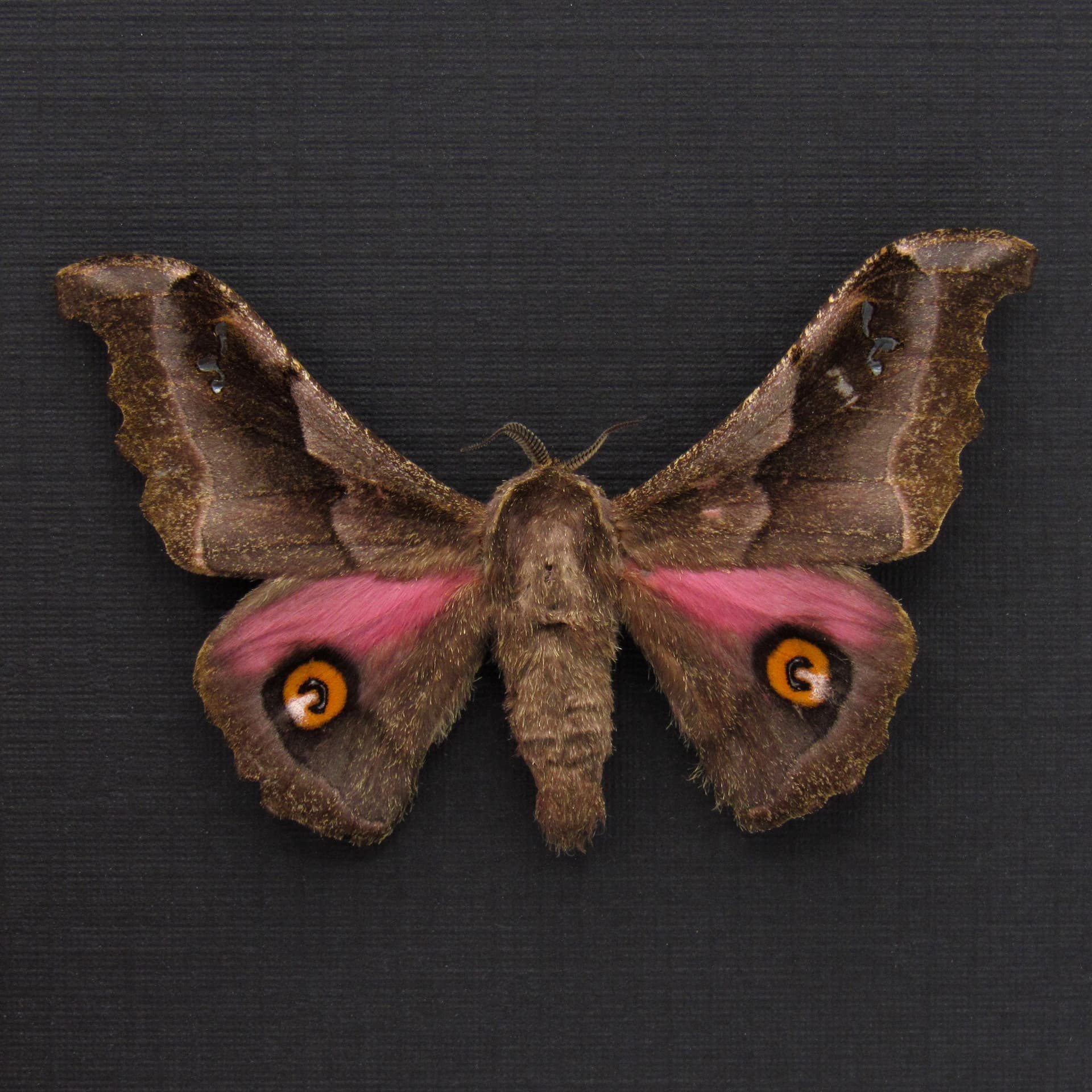 Real pink Saturn moth framed taxidermy - Ludia orinoptena