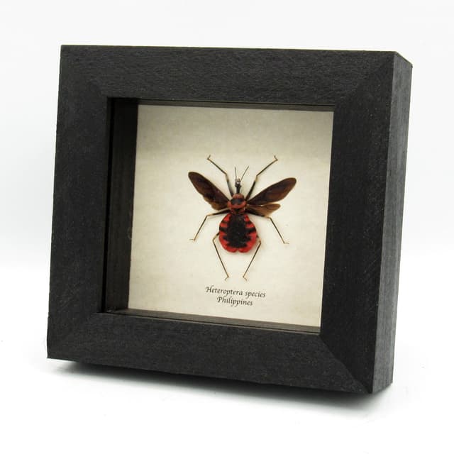 Real red Assassin bug framed taxidermy - Heteroptera species