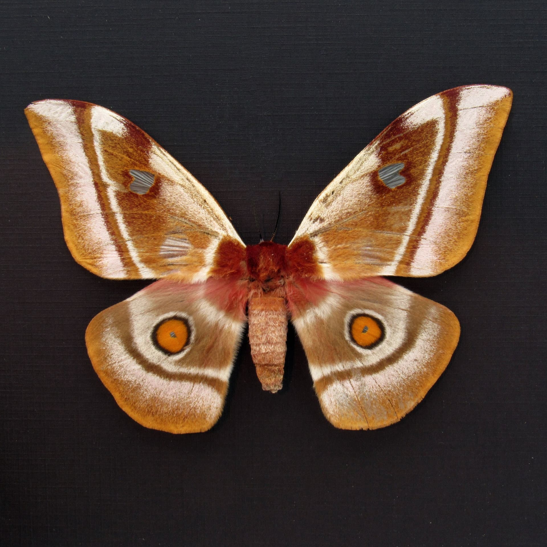 Real Pink Madagascar Emperor moth framed taxidermy - Bunaea aslauga - female - minor damage