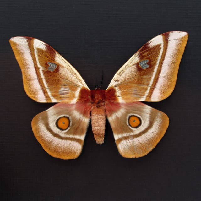 Real Pink Madagascar Emperor moth framed taxidermy - Bunaea aslauga - female - minor damage