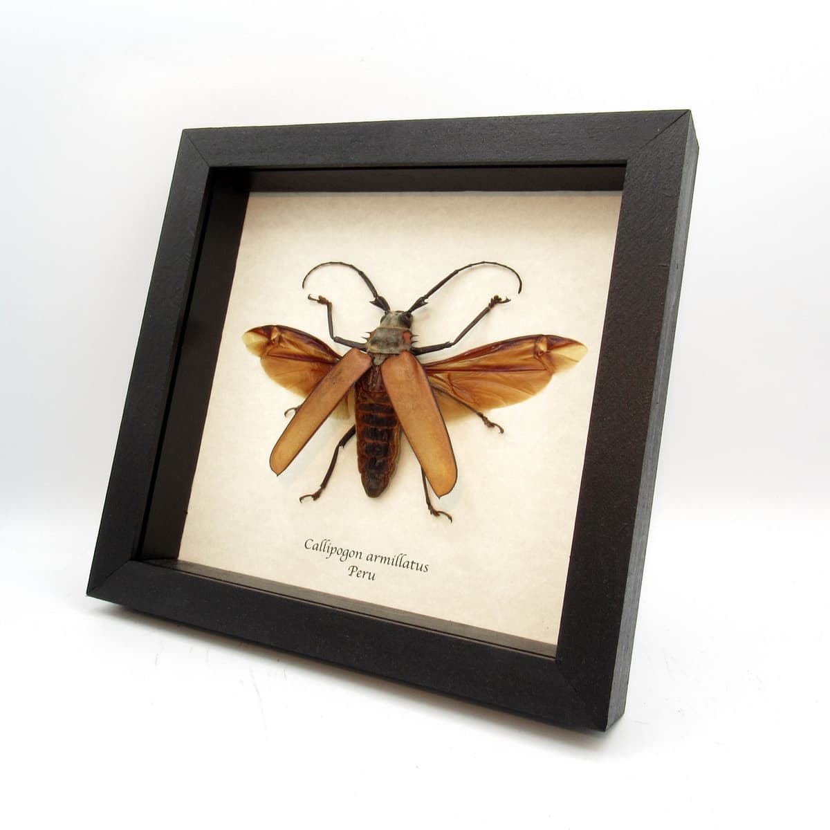 Real Giant Longhorn beetle framed taxidermy - Callipogon armillatus - female
