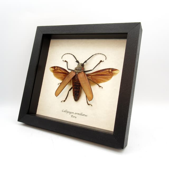 Real Giant Longhorn beetle framed taxidermy - Callipogon armillatus - female