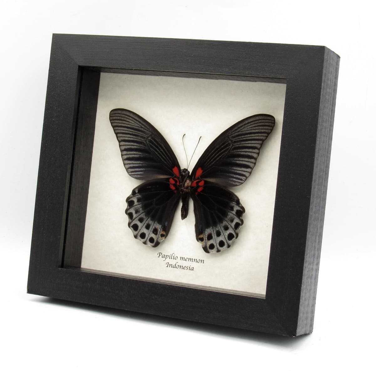 Real Great Mormon butterfly framed taxidermy - Papilio memnon christianae