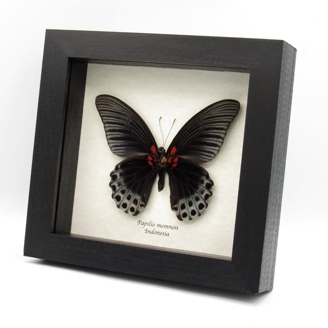Real Great Mormon butterfly framed taxidermy - Papilio memnon christianae