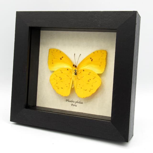 Real yellow Sulphur butterfly framed taxidermy - Phoebis philea