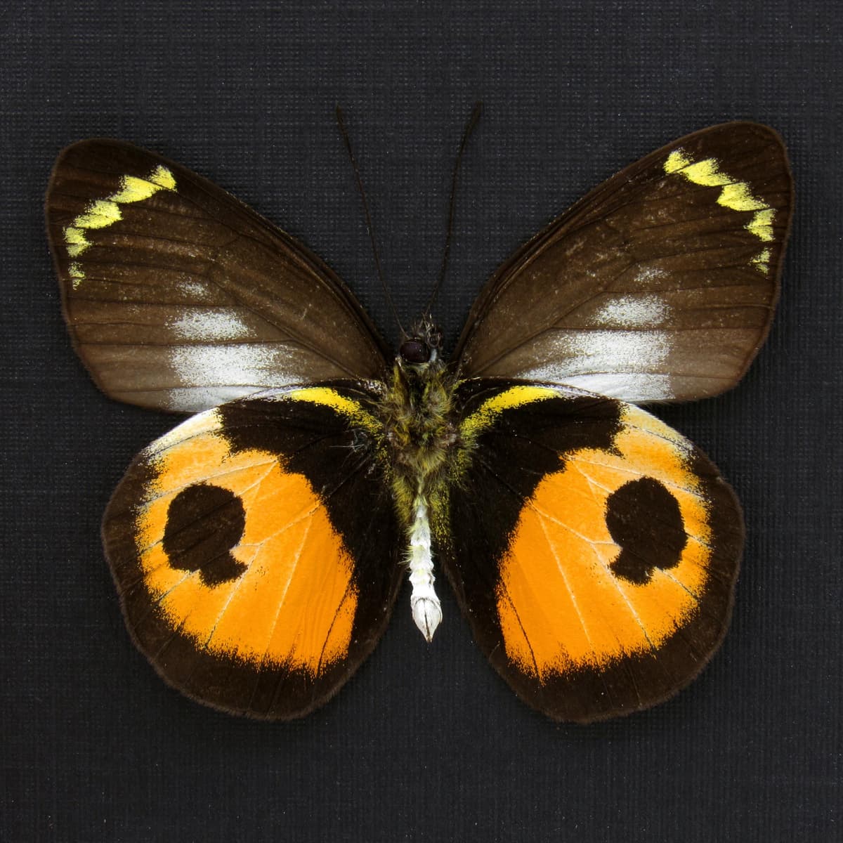 Real Peach Delias butterfly framed taxidermy - Delias albertisi