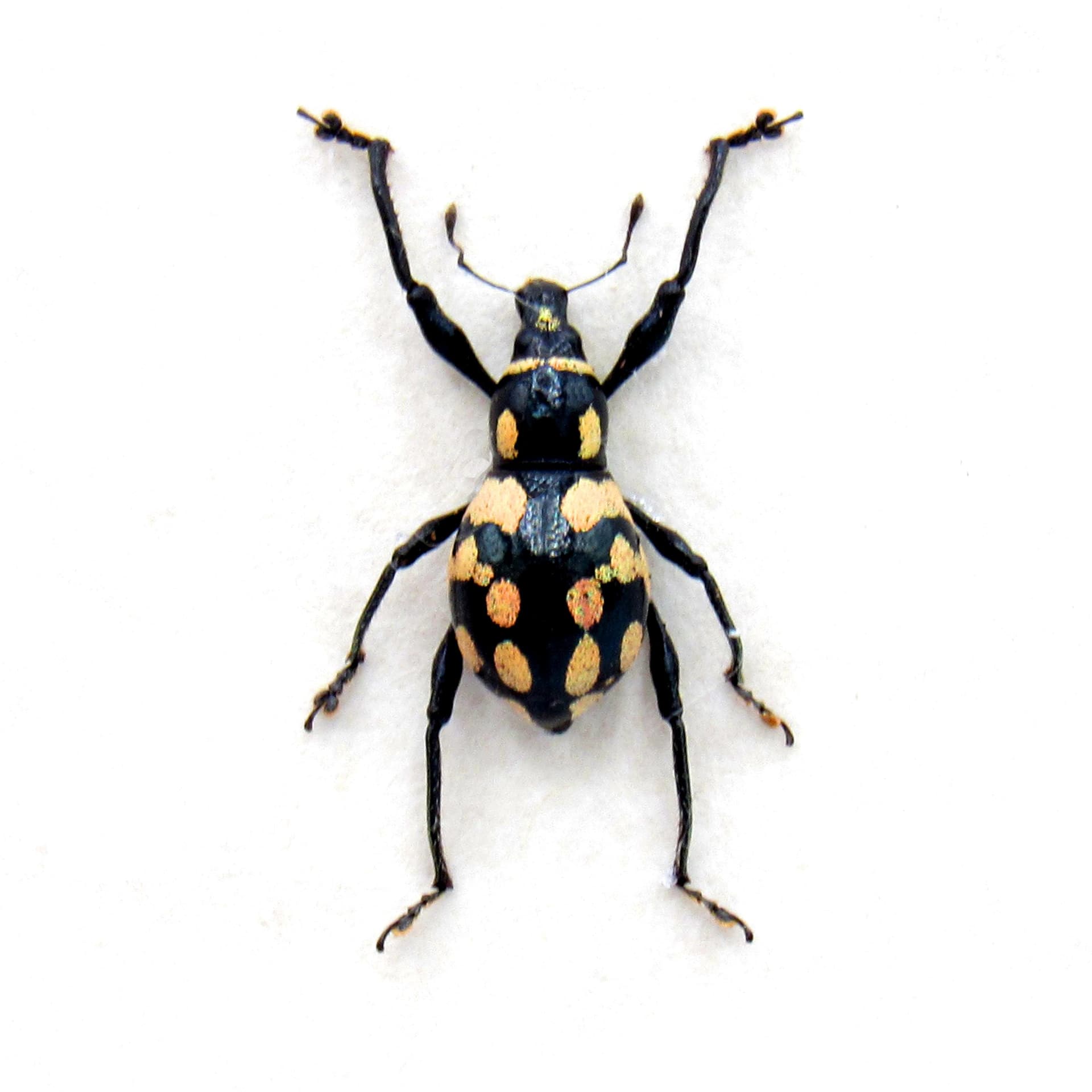 Real peach weevil beetle framed specimen - Metapocyrtus species