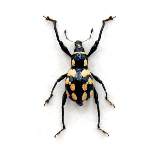 Real peach weevil beetle framed specimen - Metapocyrtus species