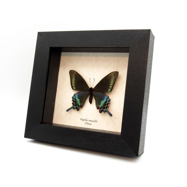Real Alpine Black Swallowtail framed taxidermy - Papilio maackii - spring form
