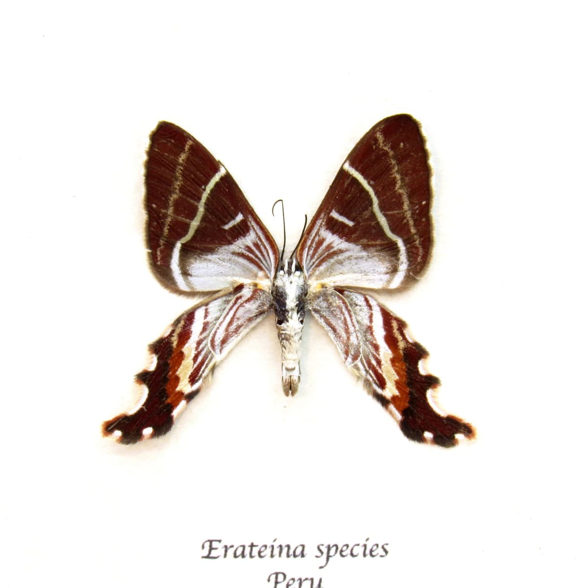 Rare Geometer moth framed taxidermy - Erateina species