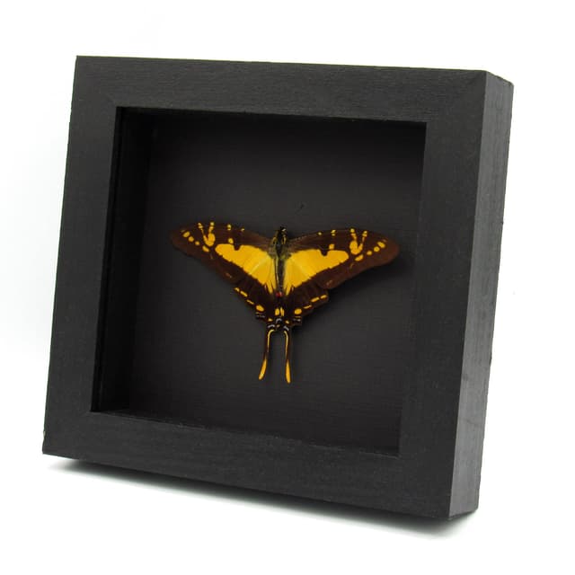 Real yellow Kite Swallowtail butterfly framed taxidermy - Eurytides thyastes - Victorian mount