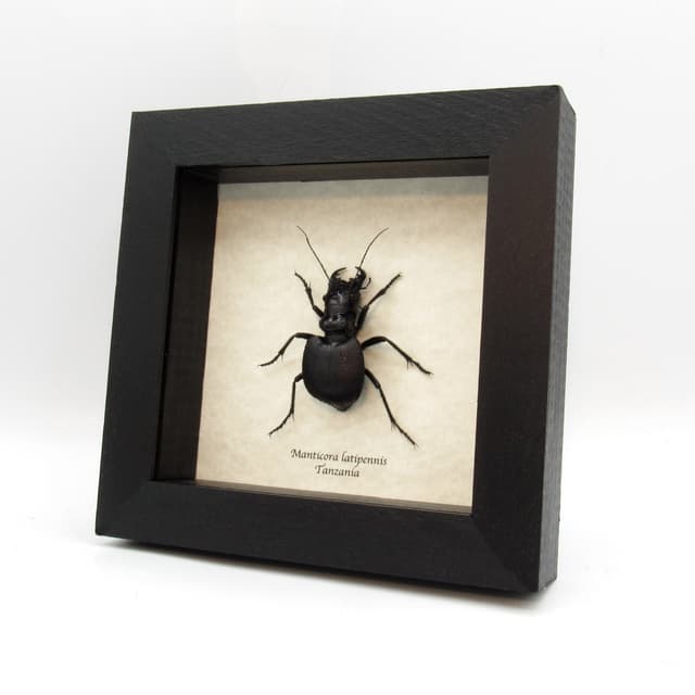 Real Monster Tiger beetle framed taxidermy - Manticora latipennis