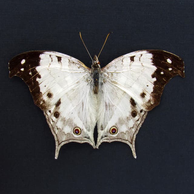 Real Pearl butterfly framed taxidermy - Salamis anacardi duprei - Victorian mount