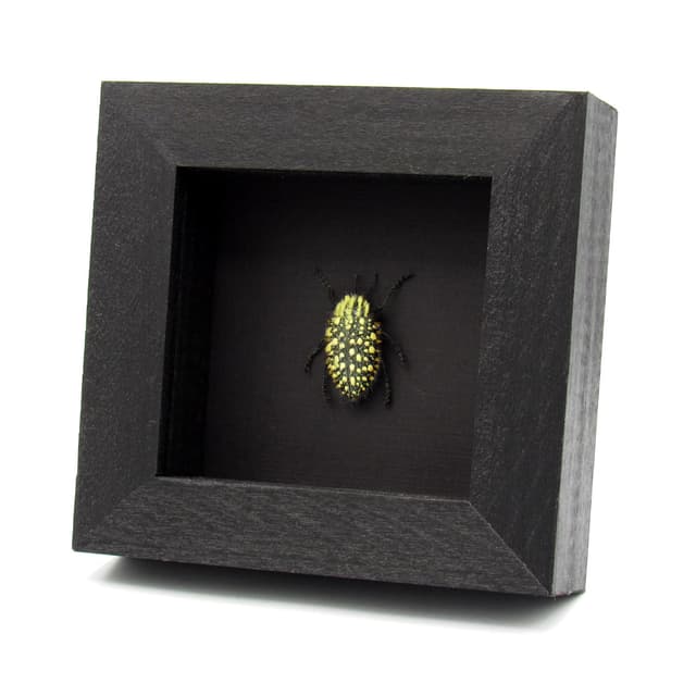 Very rare real hairy blue Jewel beetle framed taxidermy - Julodis hirsuta