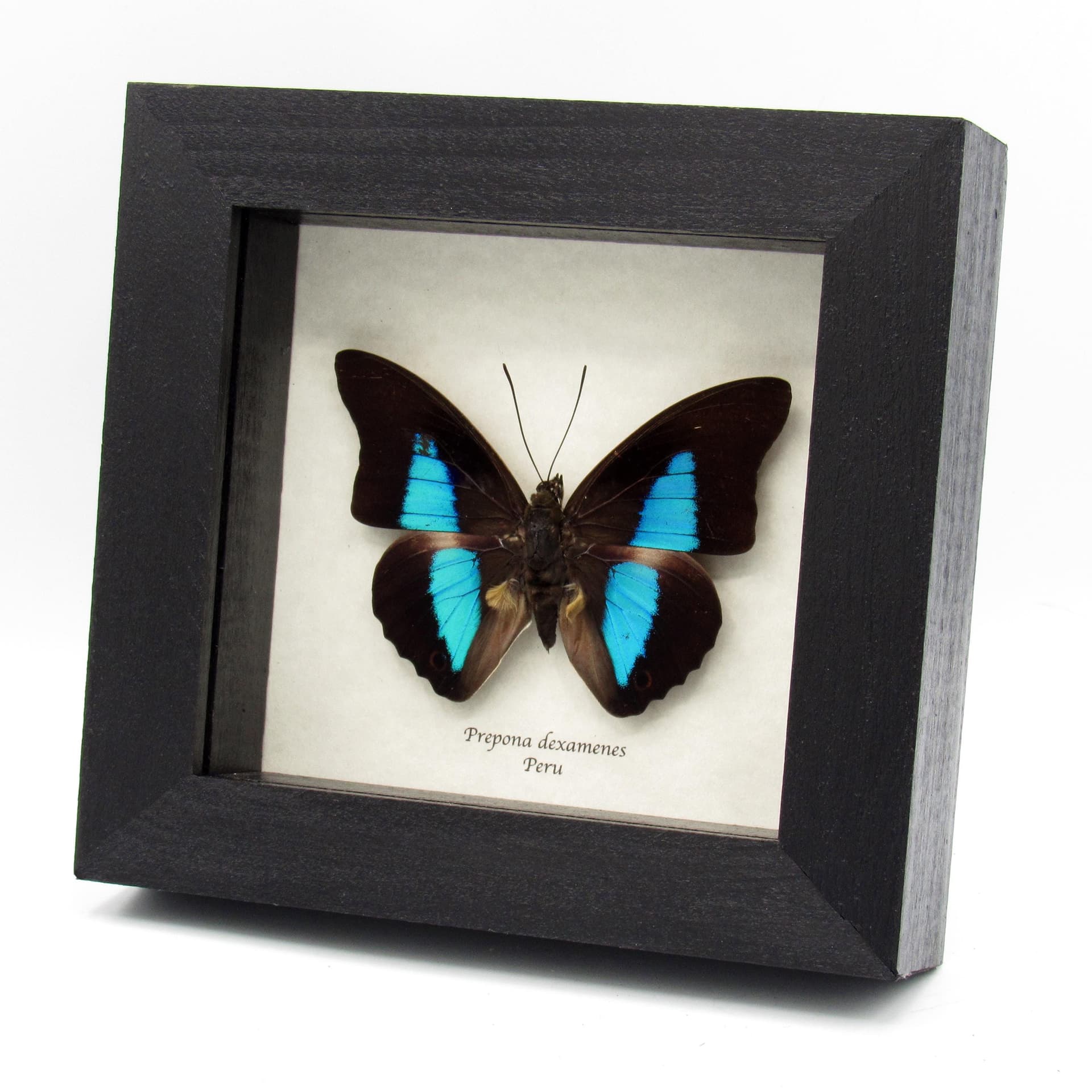Real framed taxidermy iridescent butterfly - Prepona dexamenes