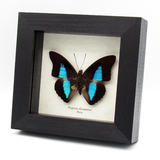 Real framed taxidermy iridescent butterfly - Prepona dexamenes