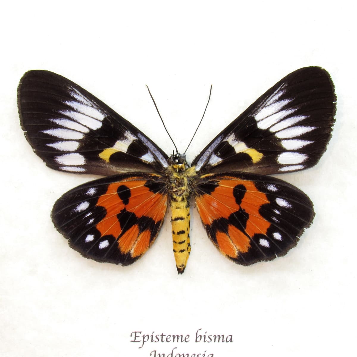 Real red Noctuid moth framed taxidermy - Episteme bisma - female