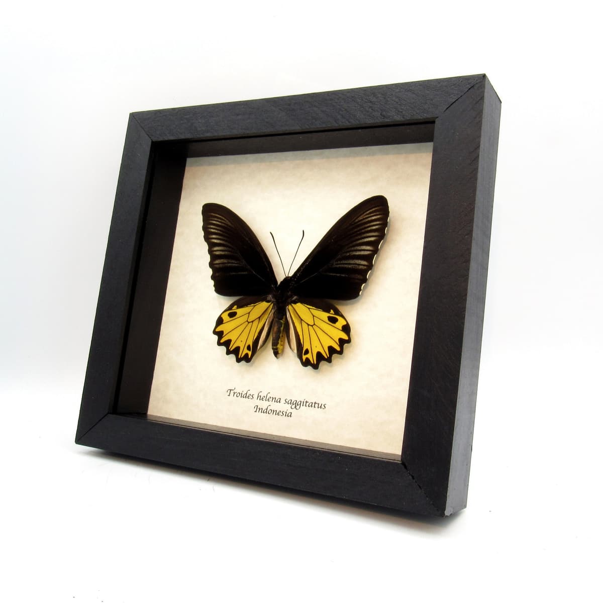 Large yellow Birdwing butterfly framed taxidermy - Troides helena saggitatus