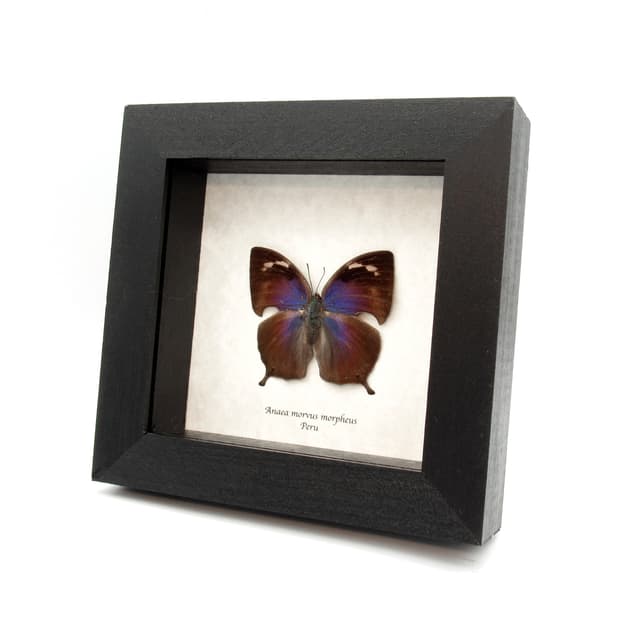 Rare purple butterfly framed taxidermy - Anaea morvus morpheus - female
