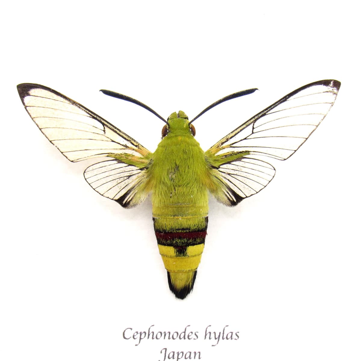Real Coffee Bee Hawk Moth framed taxidermy - Cephonodes hylas