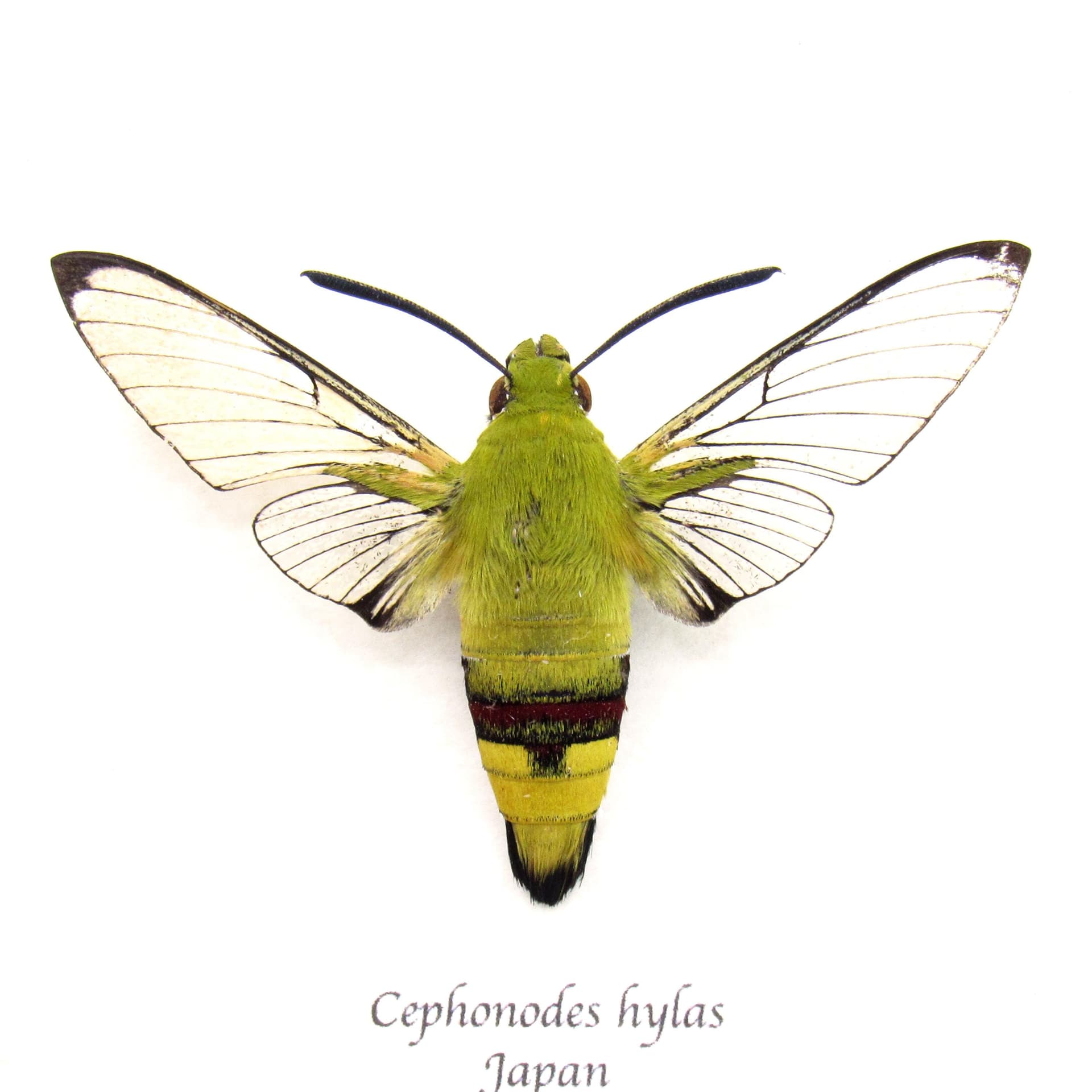 Real Coffee Bee Hawk Moth framed taxidermy - Cephonodes hylas