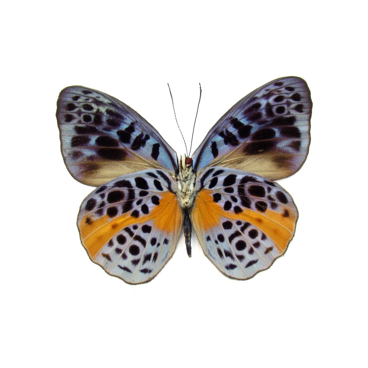 Real butterfly framed taxidermy - Eunica chlorochroa - female