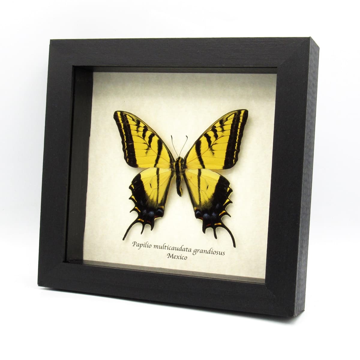 Rare large Two-Tailed Swallowtail framed - Papilio multicaudata grandiosus