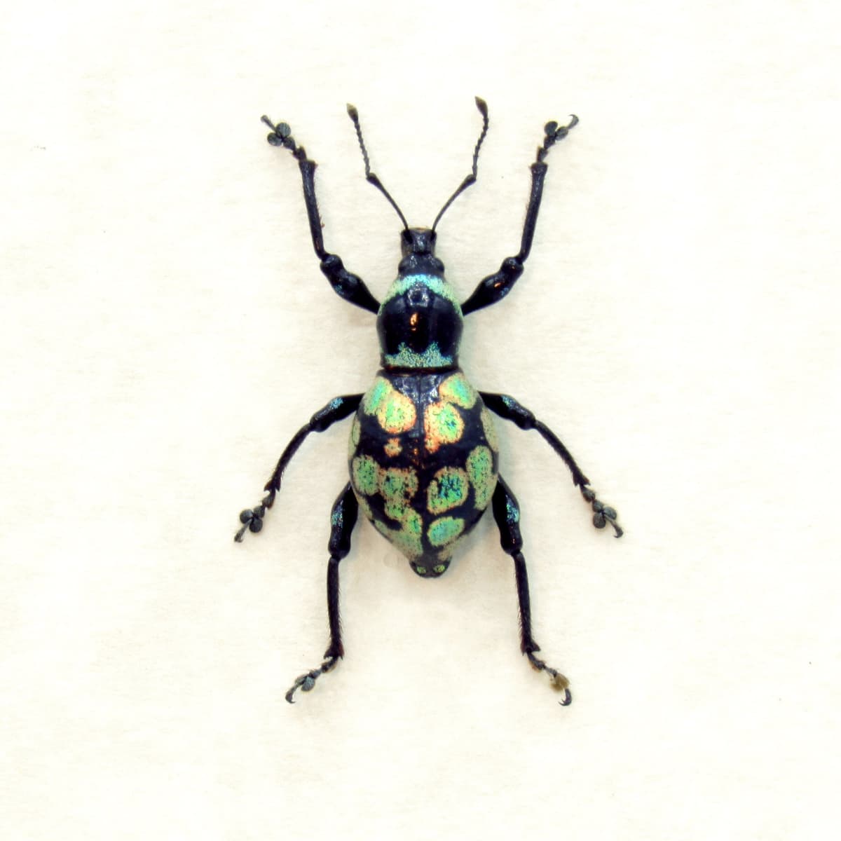WEEVIL MANIA - Real green metallic beetle framed taxidermy - Metapocyrtus species