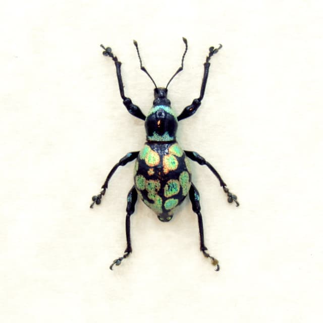 WEEVIL MANIA - Real green metallic beetle framed taxidermy - Metapocyrtus species