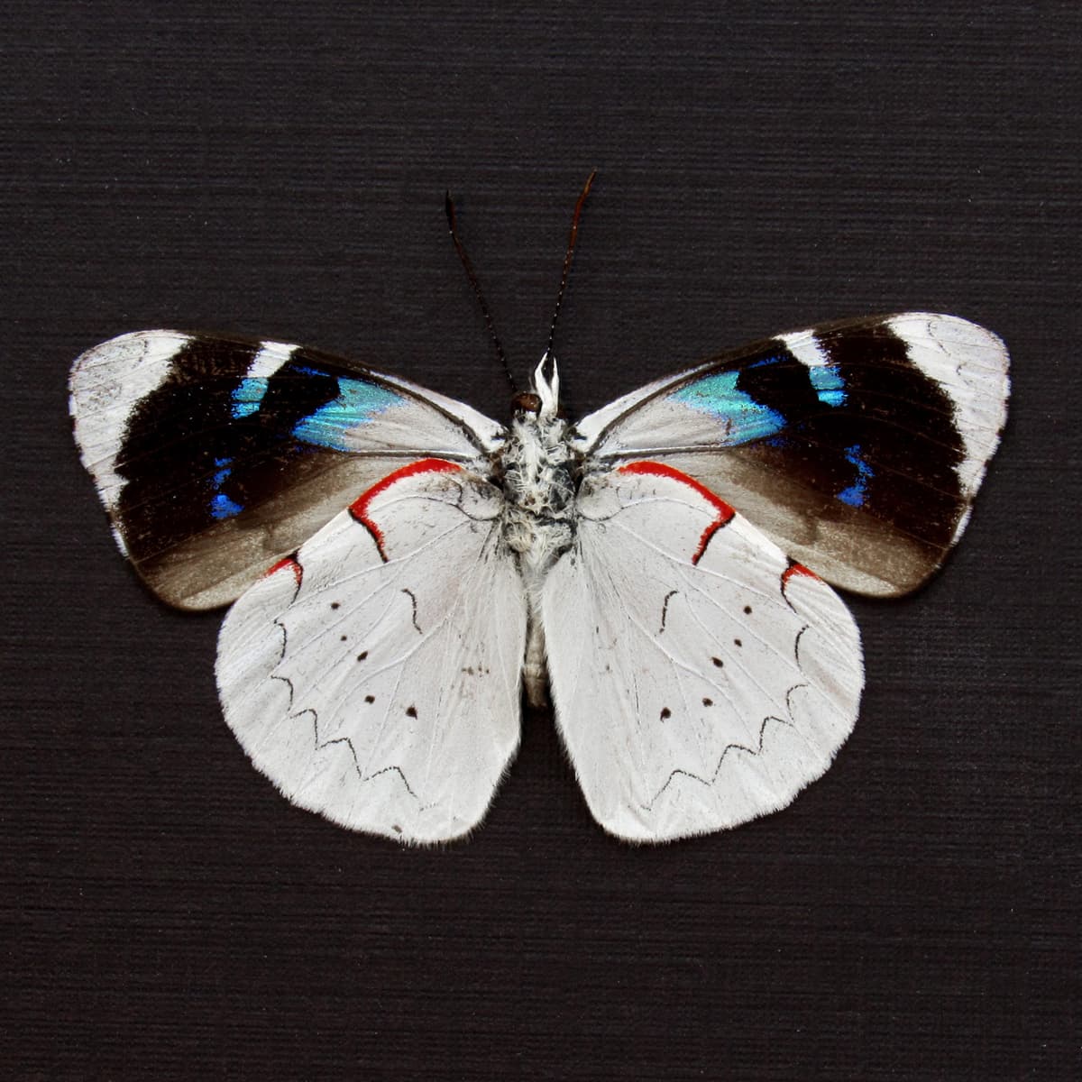 Real silver butterfly framed taxidermy - Perisama lanice - Victorian mount