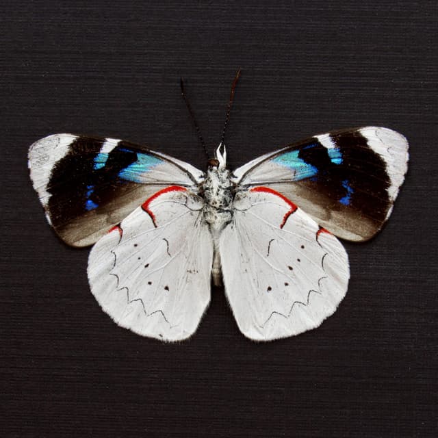 Real silver butterfly framed taxidermy - Perisama lanice - Victorian mount