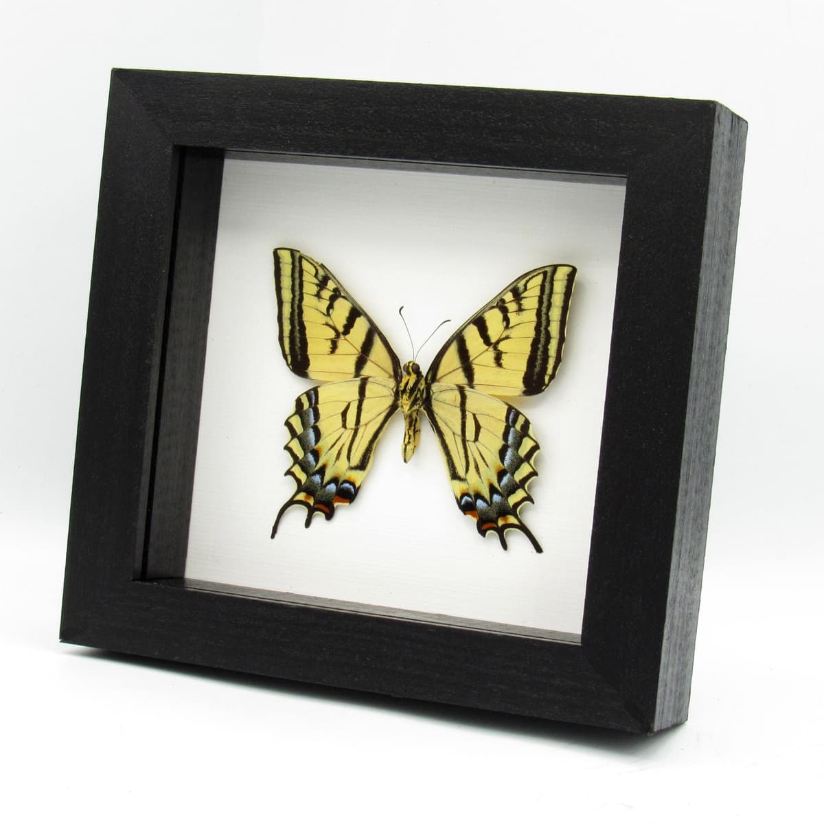 Real Two-Tailed Swallowtail framed taxidermy - Papilio multicaudata