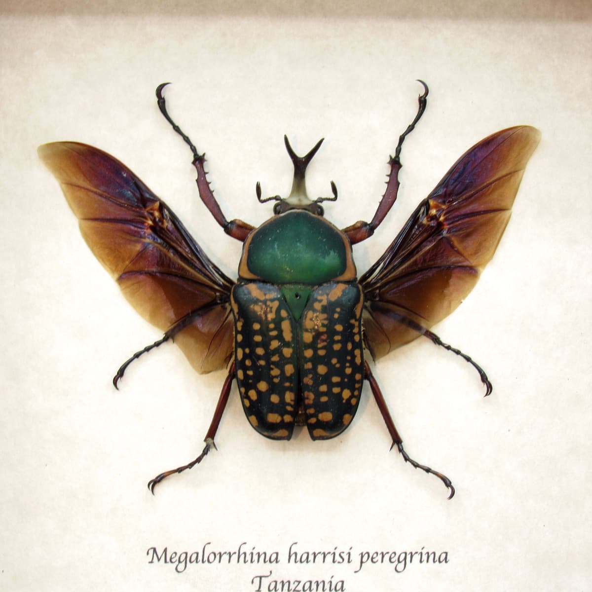Real framed flower beetle taxidermy - Megalorrhina harrisi peregrina