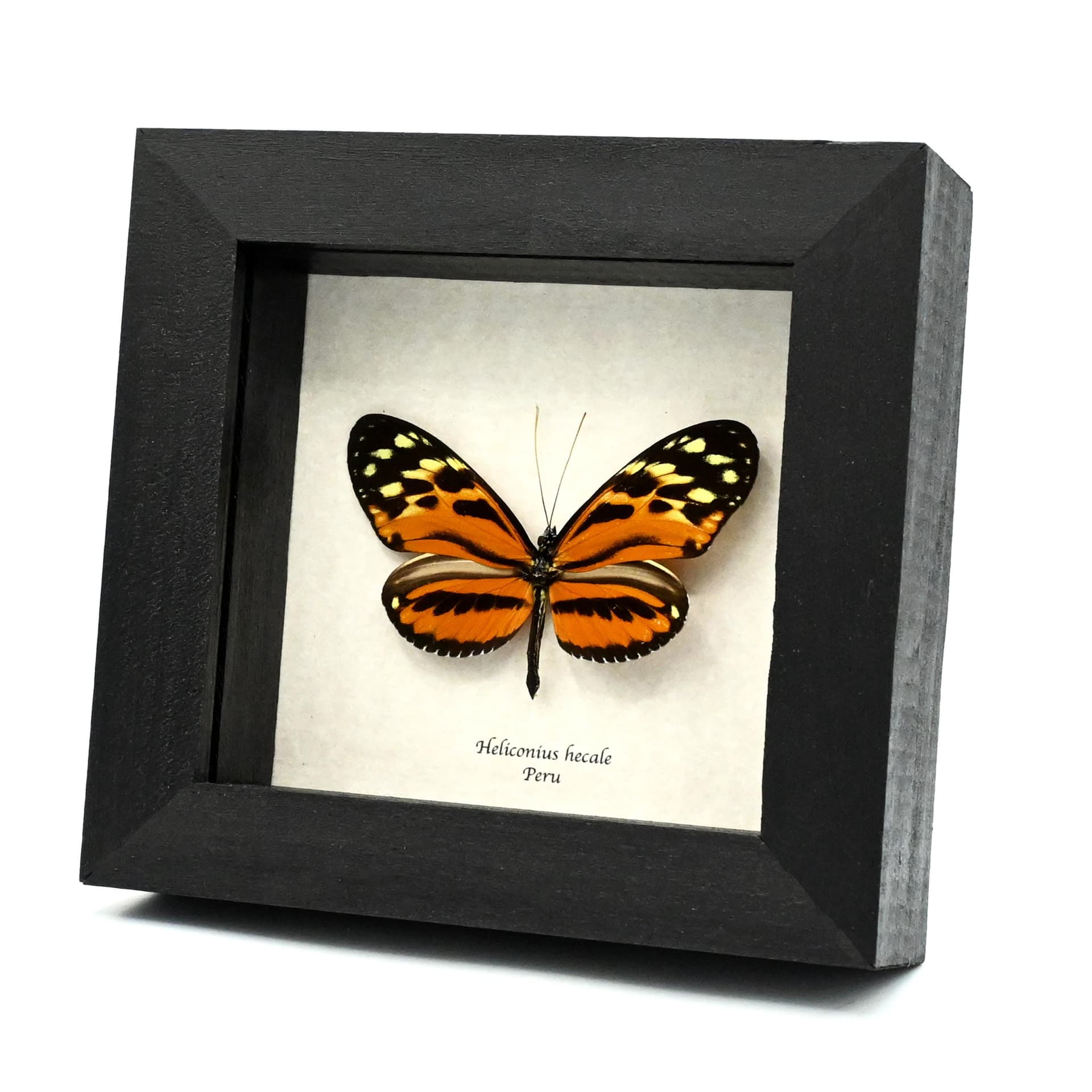 Real Tiger Longwing butterfly framed taxidermy - Heliconius hecale