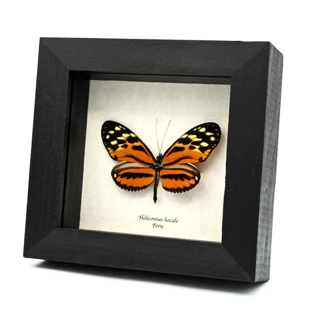 Real Tiger Longwing butterfly framed taxidermy - Heliconius hecale