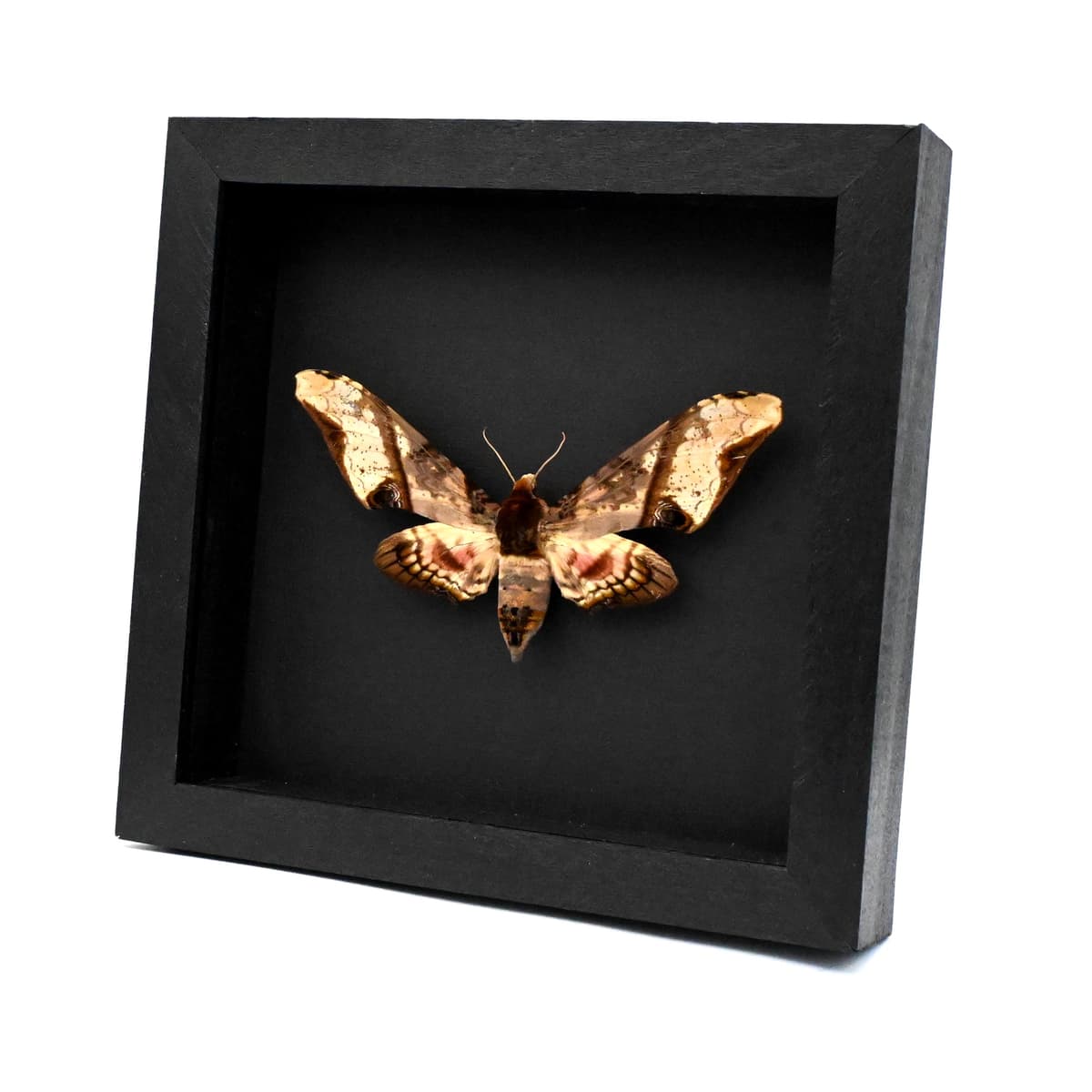 Real XL Mango Hawkmoth framed taxidermy - Amplypterus panopus - female